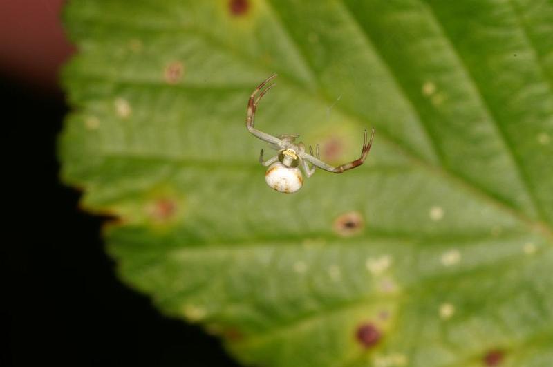 Misumena_vatia_D6073_Z_89_Les Gris_Frankrijk.jpg